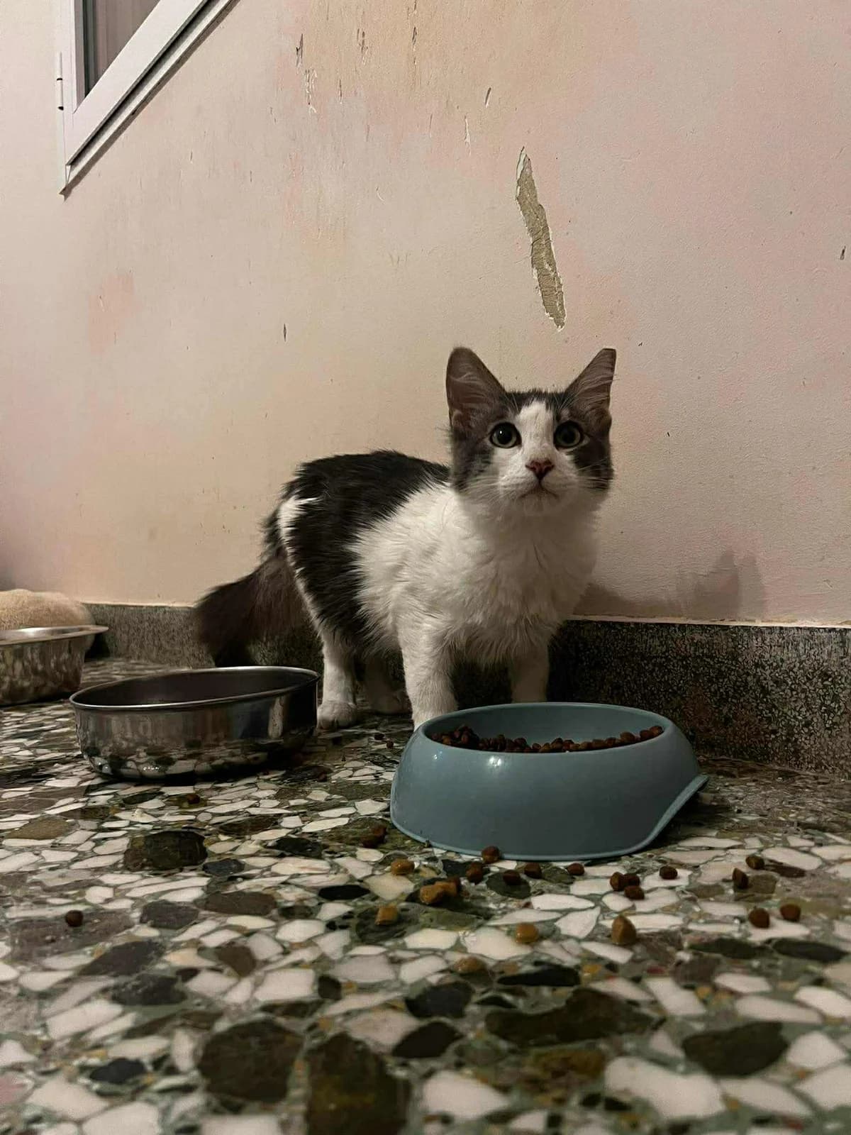 Zizel (Ζιζέλ),  Mixed Breed for adoption at ZEIL — Ζωοφιλική Ένωση Ηλιούπολης, Helioupoli (Athens)