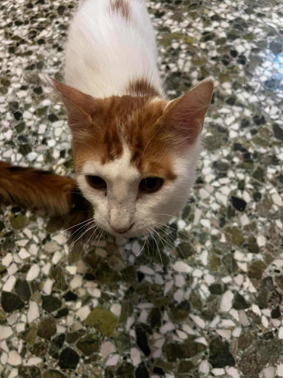 Marko (Μάρκο),  Mixed Breed for adoption at ZEIL — Ζωοφιλική Ένωση Ηλιούπολης, Helioupoli (Athens)