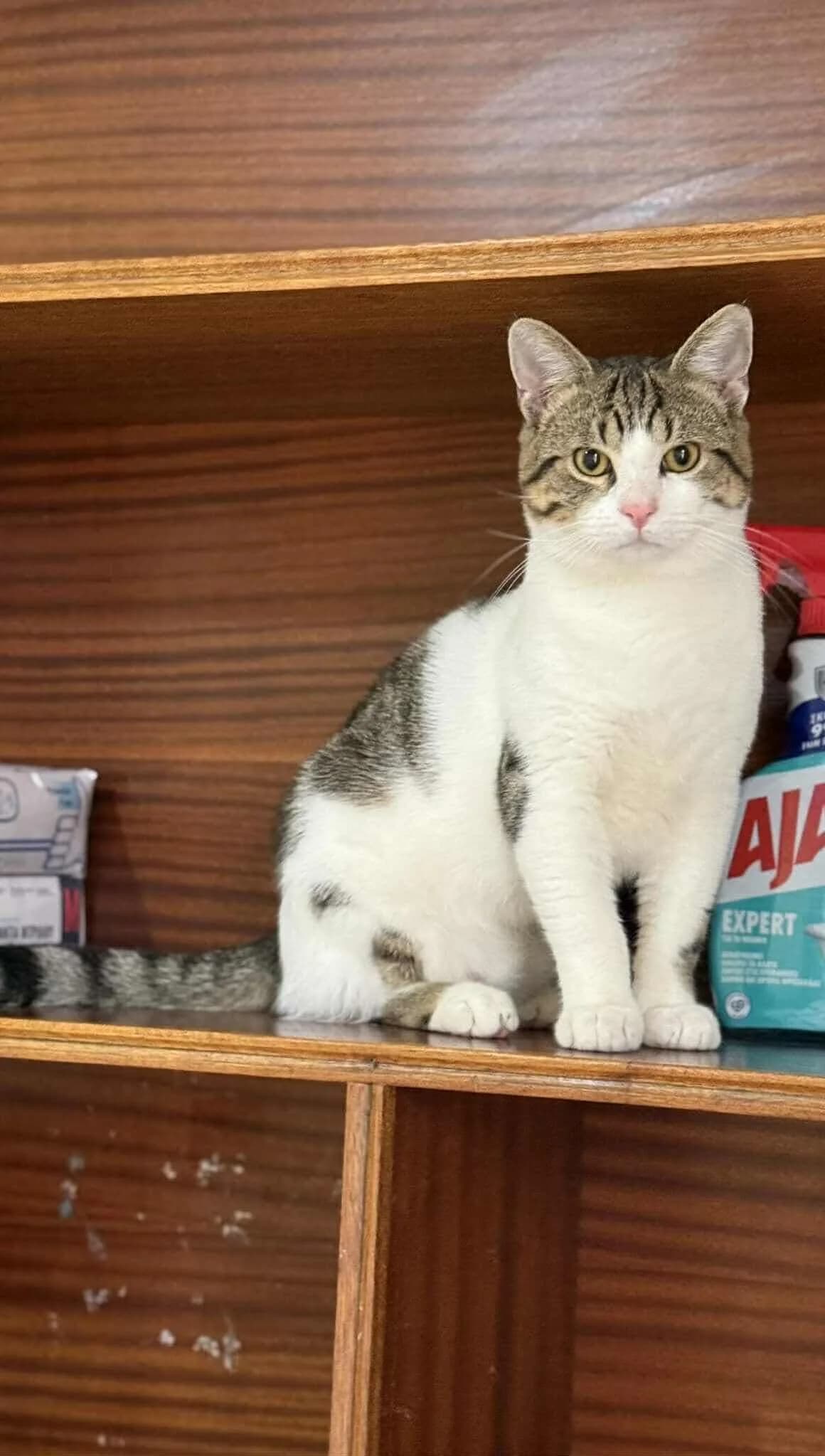 Koyper (Κούπερ),  Mixed Breed for adoption at ZEIL — Ζωοφιλική Ένωση Ηλιούπολης, Helioupoli (Athens)