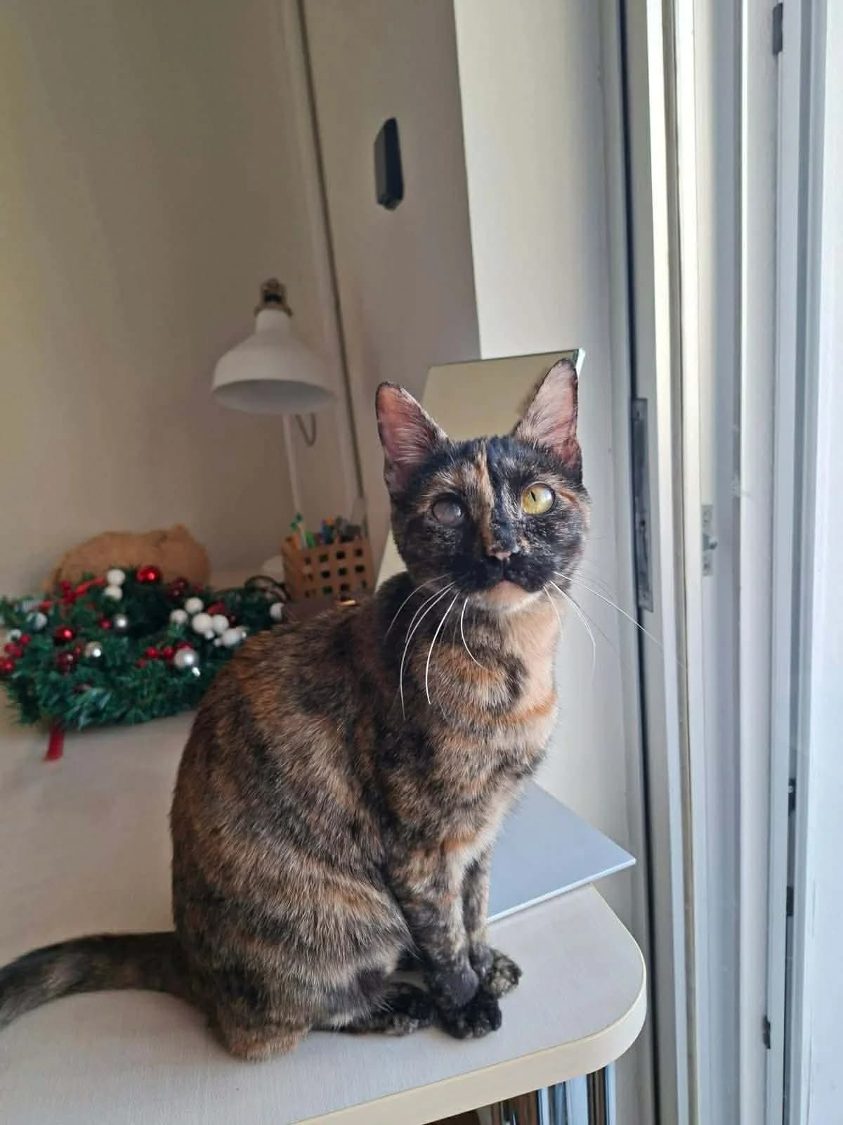 Zelloy (Ζελλού),  Mixed Breed for adoption at ZEIL — Ζωοφιλική Ένωση Ηλιούπολης, Helioupoli (Athens)