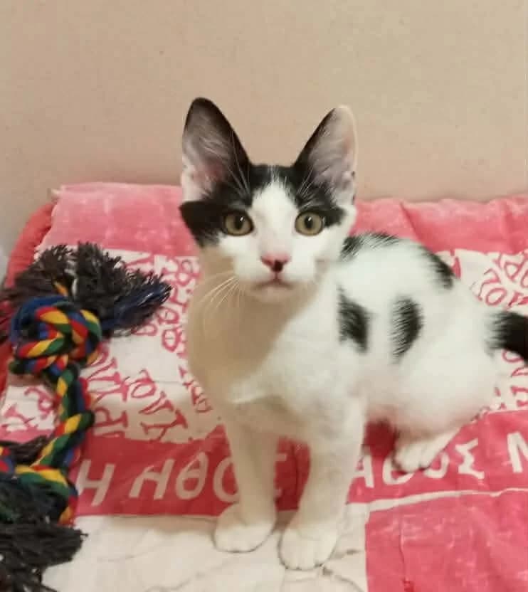 Ntimi (Ντίμι),  Mixed Breed for adoption at ZEIL — Ζωοφιλική Ένωση Ηλιούπολης, Helioupoli (Athens)