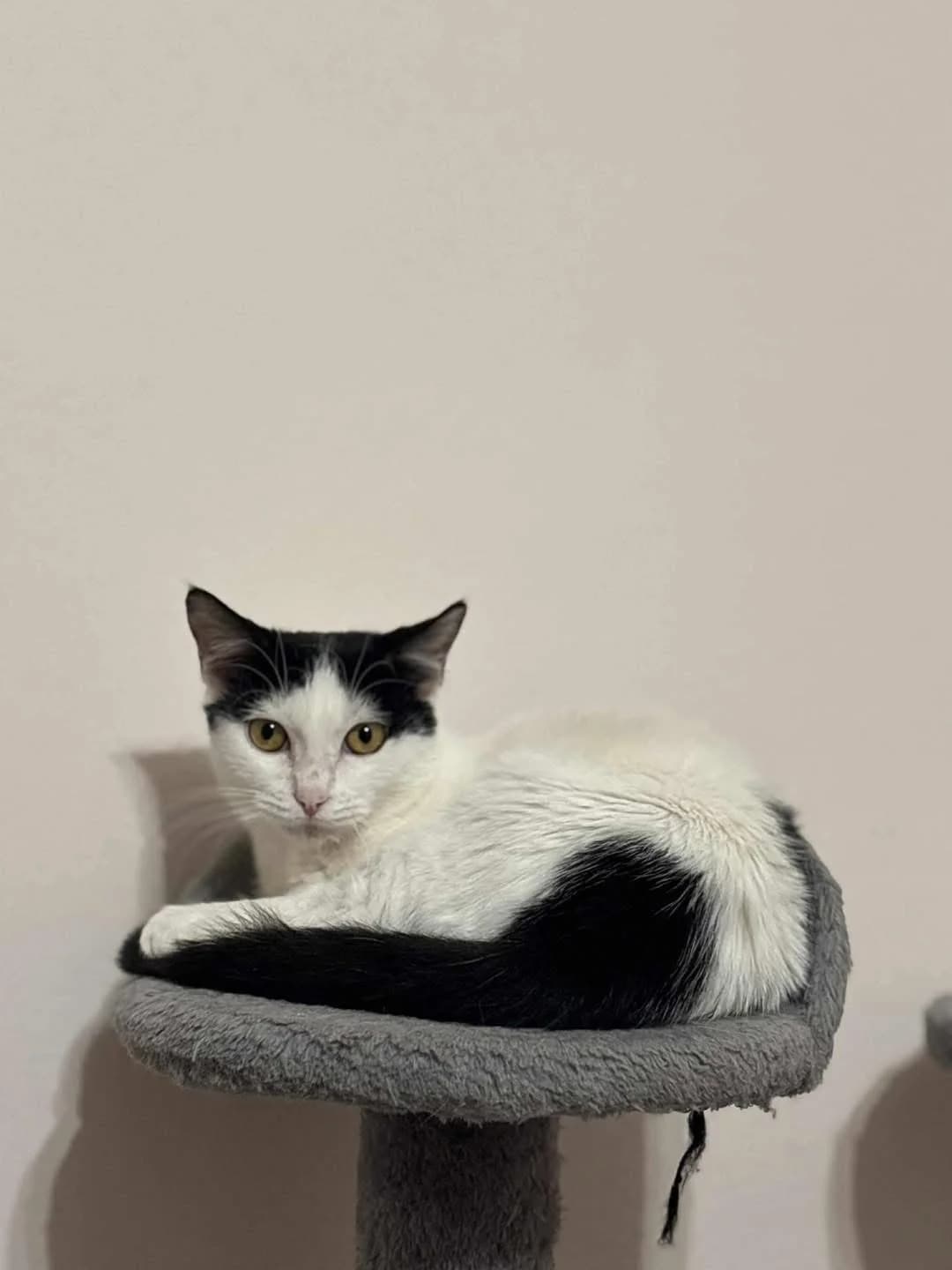 Kroyela (Κρουέλα),  Mixed Breed for adoption at ZEIL — Ζωοφιλική Ένωση Ηλιούπολης, Helioupoli (Athens)