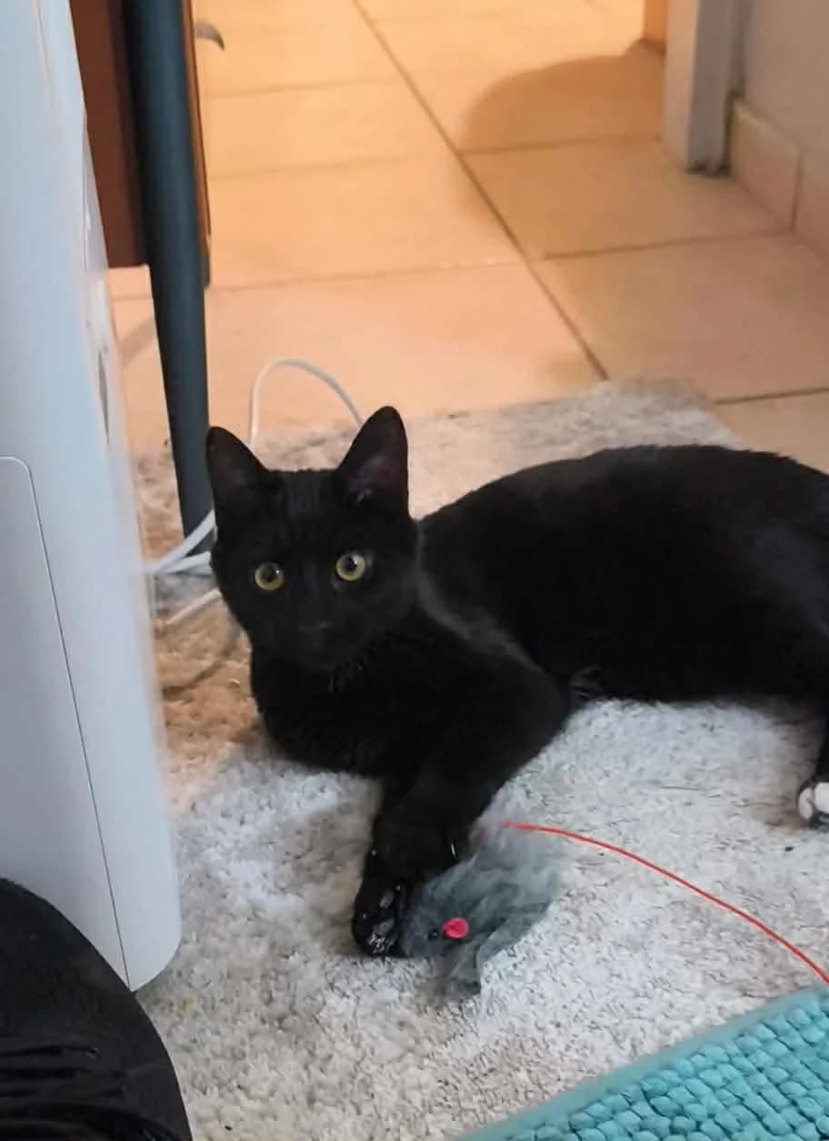 Aladin,  Mixed Breed for adoption at ZEIL — Ζωοφιλική Ένωση Ηλιούπολης, Helioupoli (Athens)