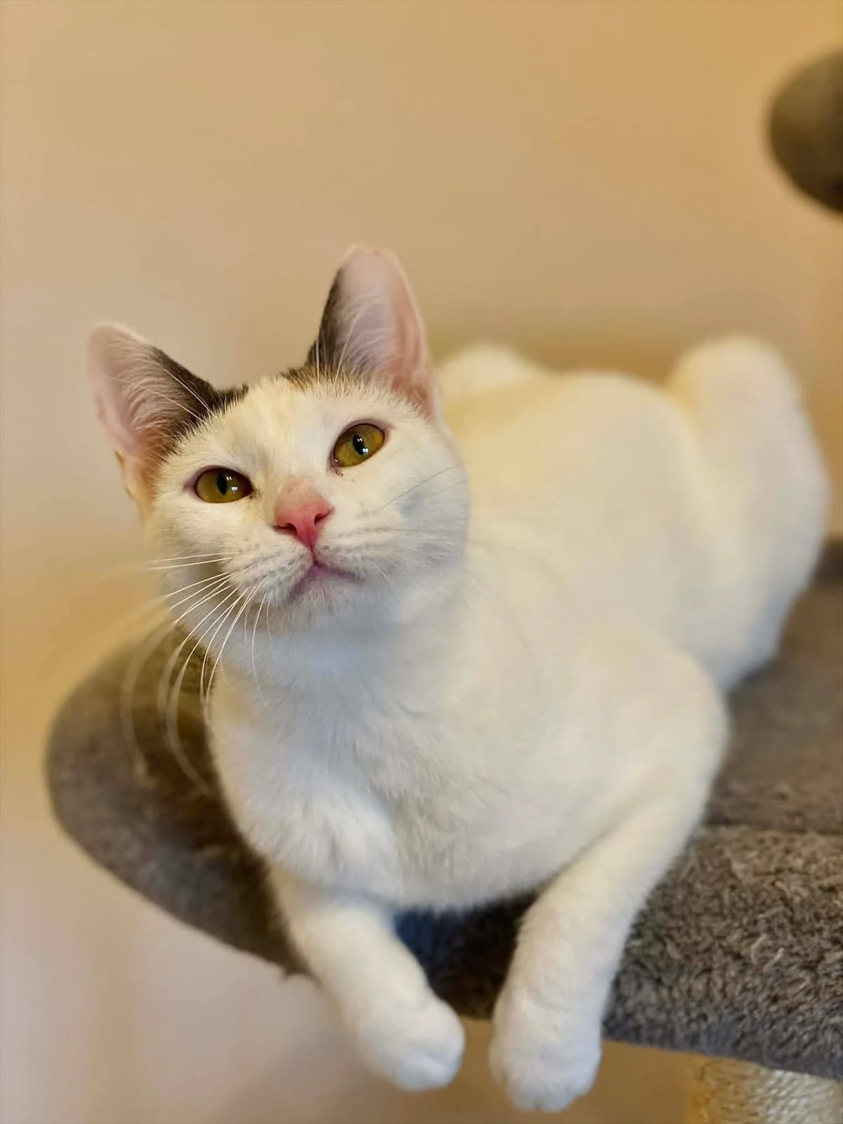 Saron (Σάρον),  Mixed Breed for adoption at ZEIL — Ζωοφιλική Ένωση Ηλιούπολης, Helioupoli (Athens)