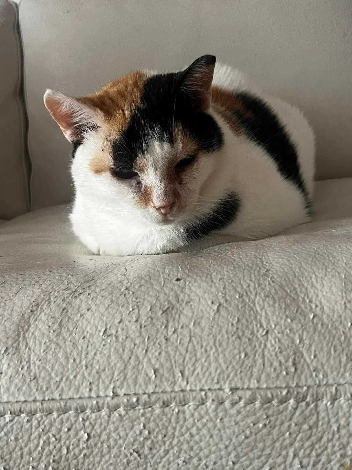 Aglaia (Αγλαΐα),  Mixed Breed for adoption at ZEIL — Ζωοφιλική Ένωση Ηλιούπολης, Helioupoli (Athens)