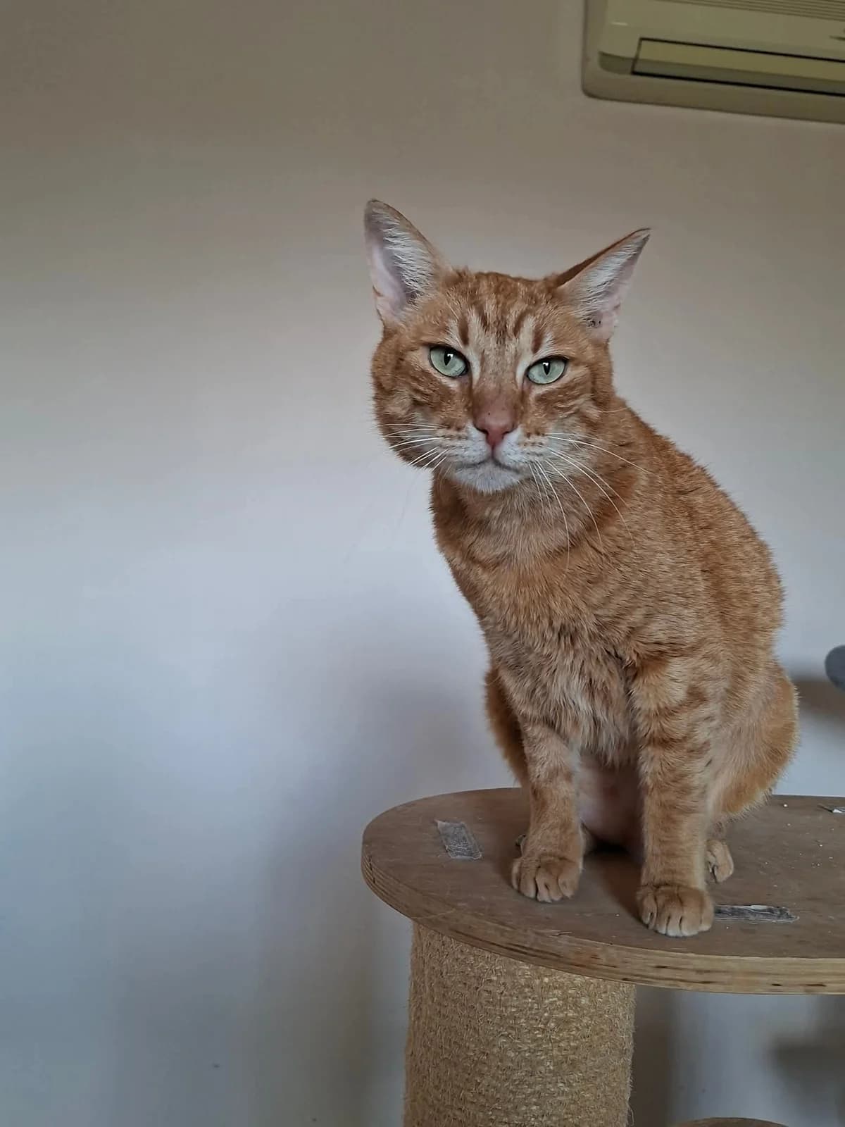 Panagiotis Lafagiet (Παναγιώτης Λαφαγιέτ),  Mixed Breed for adoption at ZEIL — Ζωοφιλική Ένωση Ηλιούπολης, Helioupoli (Athens)