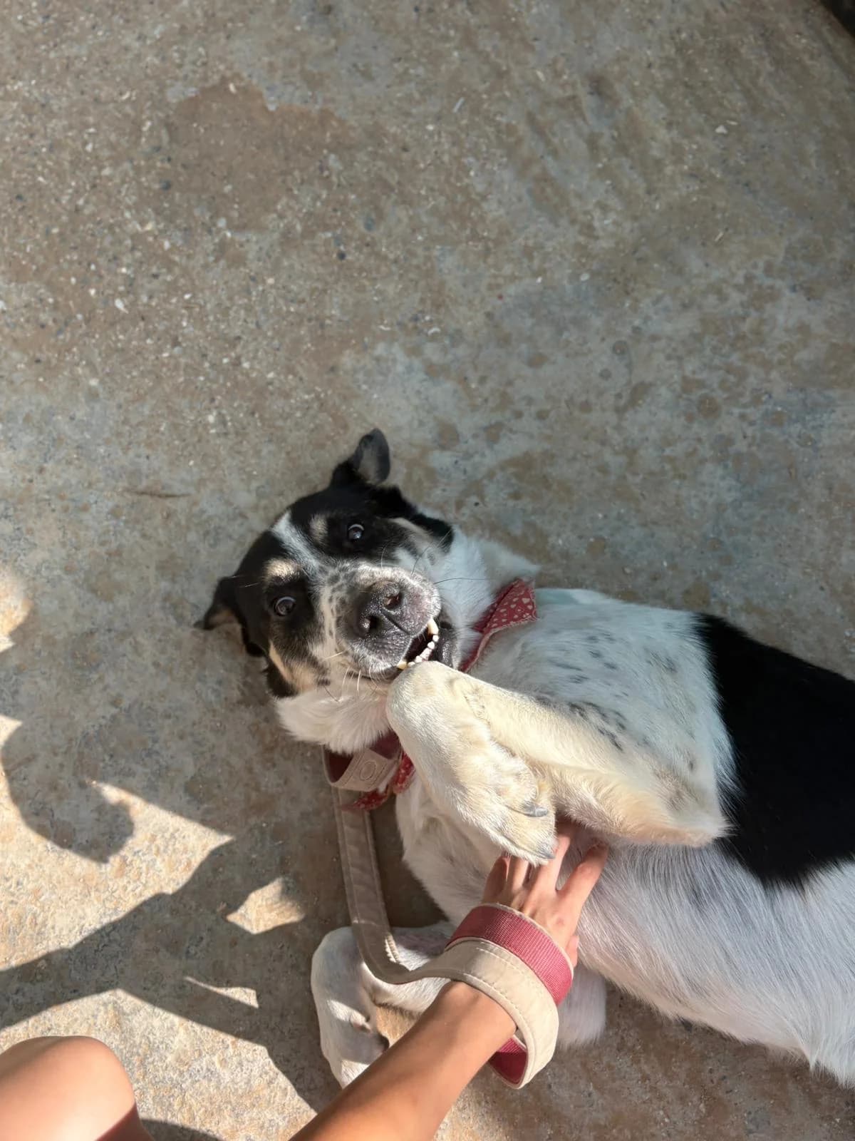 Ntenis (Ντένις),  Mixed Breed for adoption at ZEIL — Ζωοφιλική Ένωση Ηλιούπολης, Helioupoli (Athens)