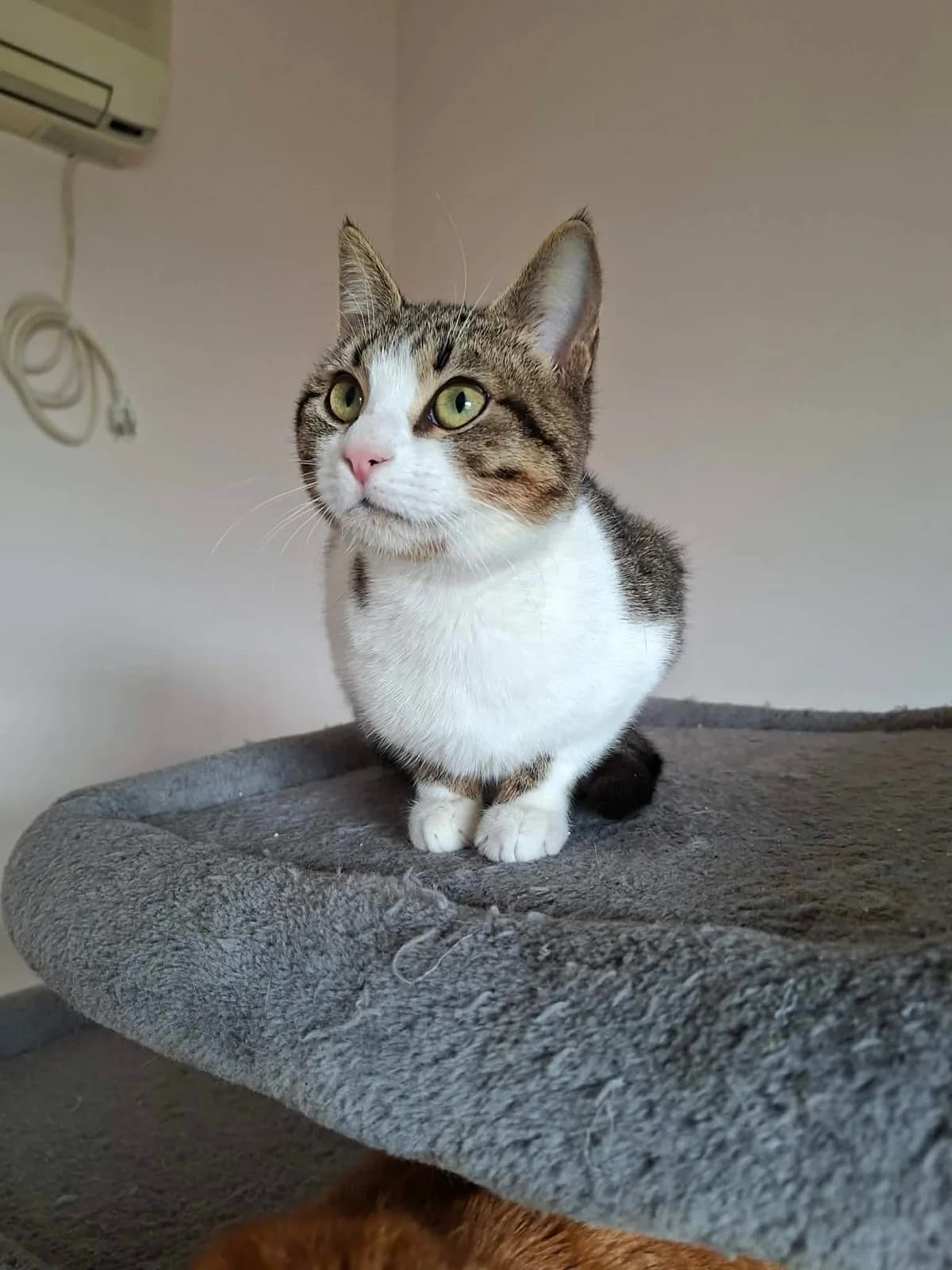 Karamela (Καραμέλα),  Mixed Breed for adoption at ZEIL — Ζωοφιλική Ένωση Ηλιούπολης, Helioupoli (Athens)