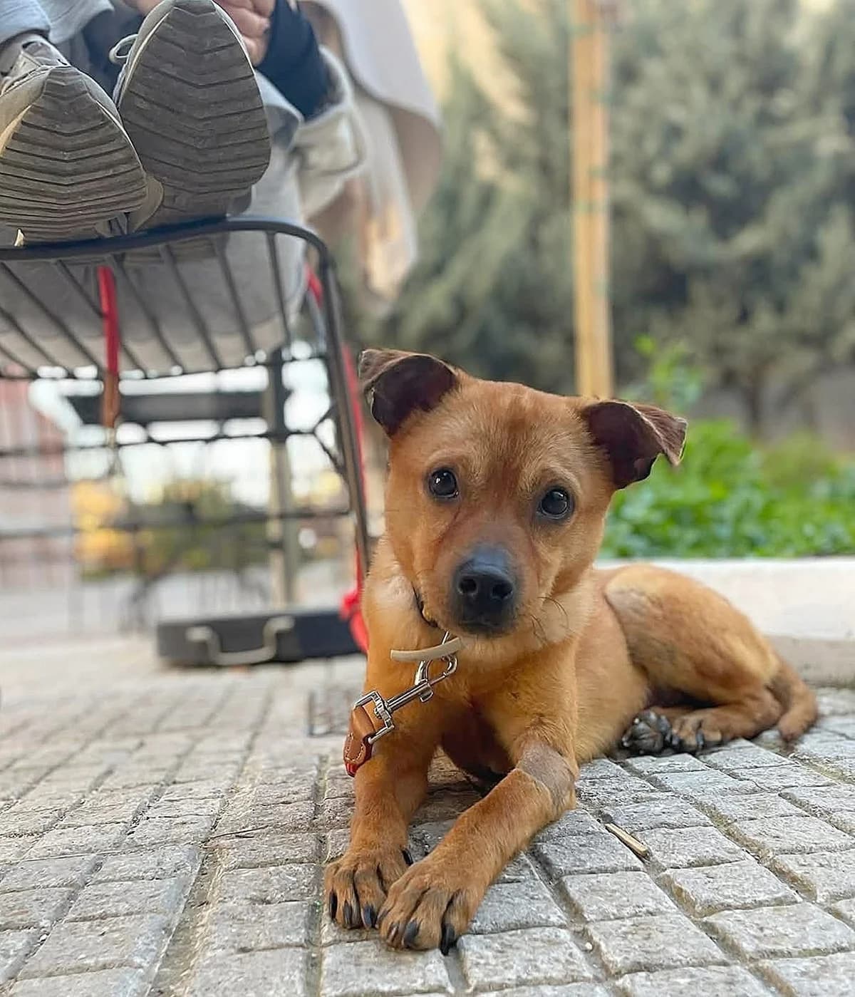 Pablo,  Mixed Breed for adoption at ZEIL — Ζωοφιλική Ένωση Ηλιούπολης, Helioupoli (Athens)