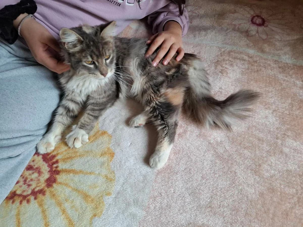 Lemon pie,  Mixed Breed for adoption at ZEIL — Ζωοφιλική Ένωση Ηλιούπολης, Helioupoli (Athens)