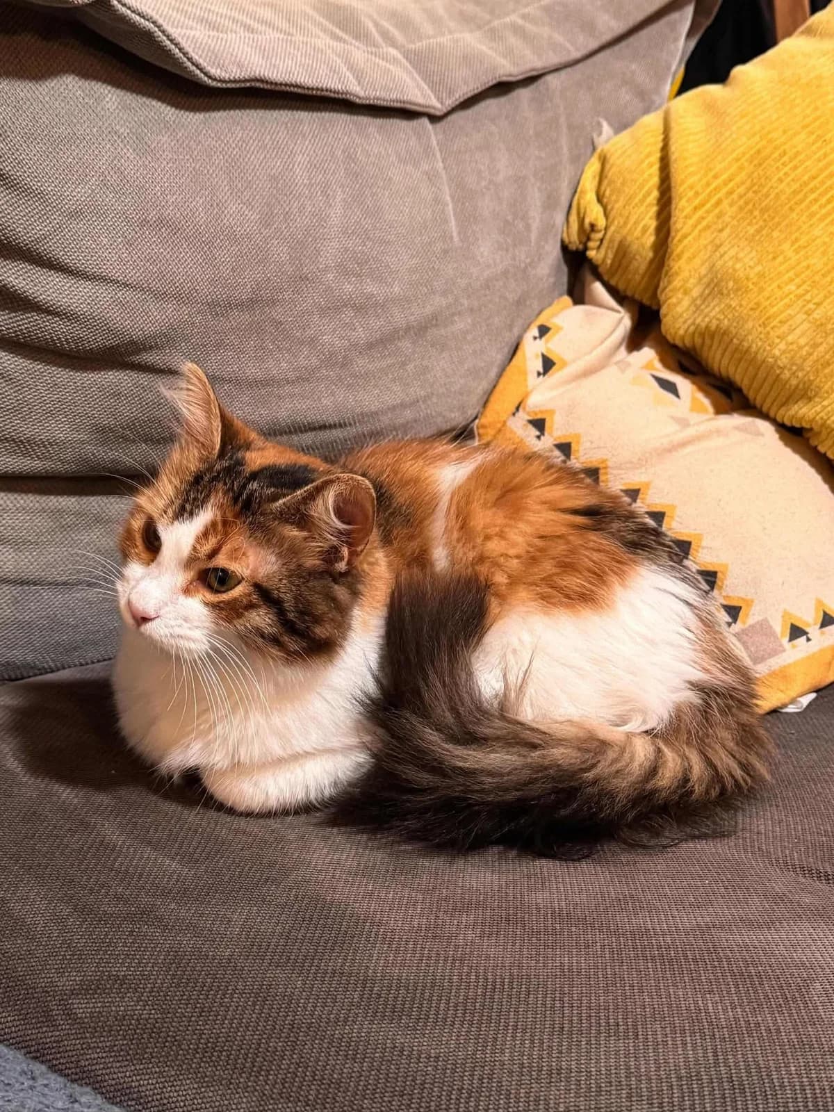 Jeluk,  Mixed Breed for adoption at ZEIL — Ζωοφιλική Ένωση Ηλιούπολης, Helioupoli (Athens)