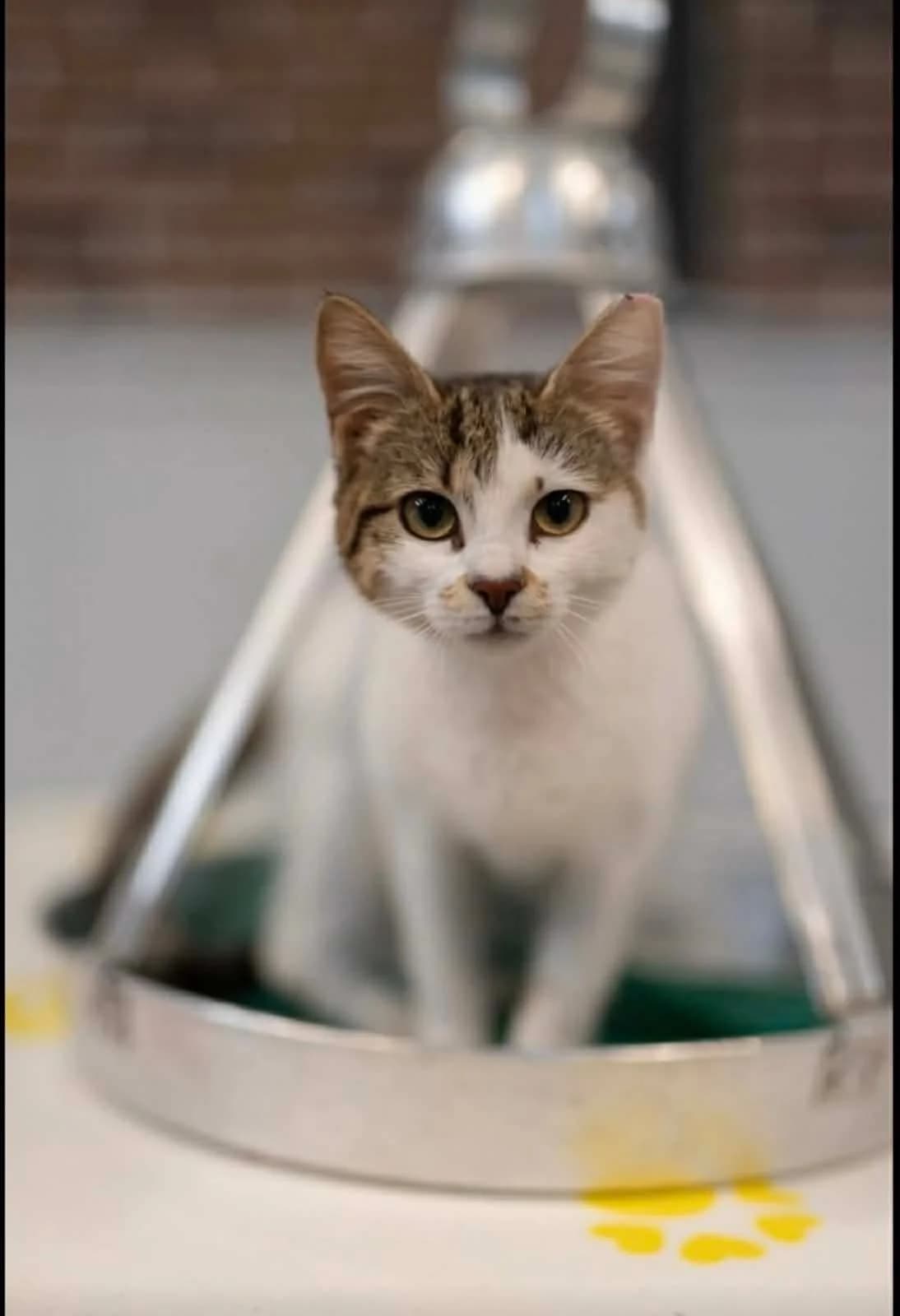 Vanilia (Βανίλια),  Mixed Breed for adoption at ZEIL — Ζωοφιλική Ένωση Ηλιούπολης, Helioupoli (Athens)