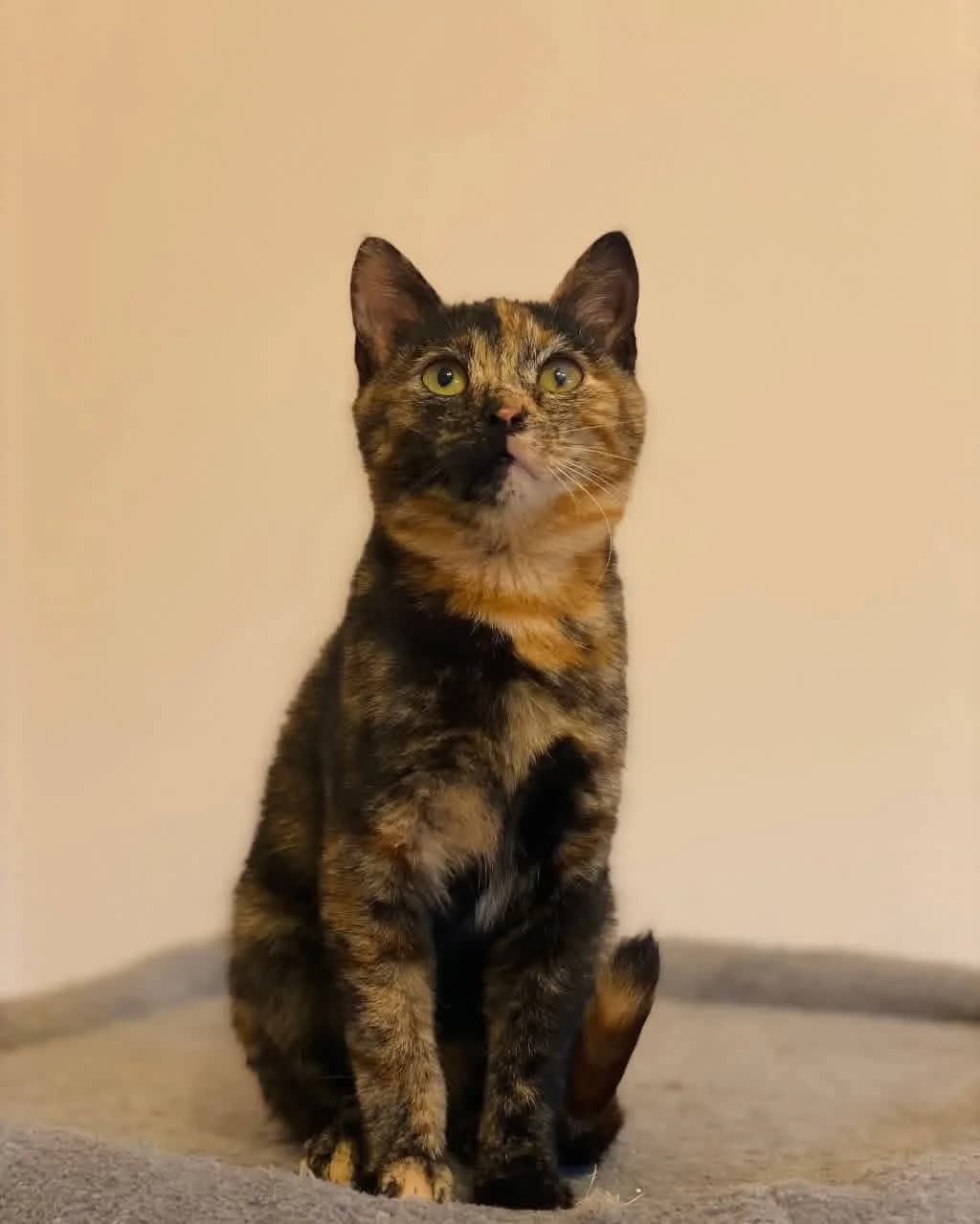Flery (Φλέρυ),  Mixed Breed for adoption at ZEIL — Ζωοφιλική Ένωση Ηλιούπολης, Helioupoli (Athens)