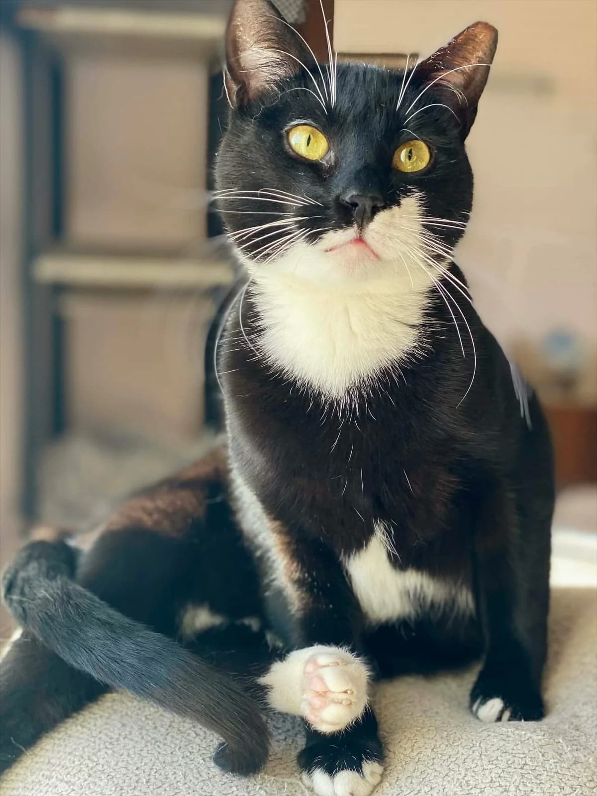 Petros (Πέτρος),  Mixed Breed for adoption at ZEIL — Ζωοφιλική Ένωση Ηλιούπολης, Helioupoli (Athens)