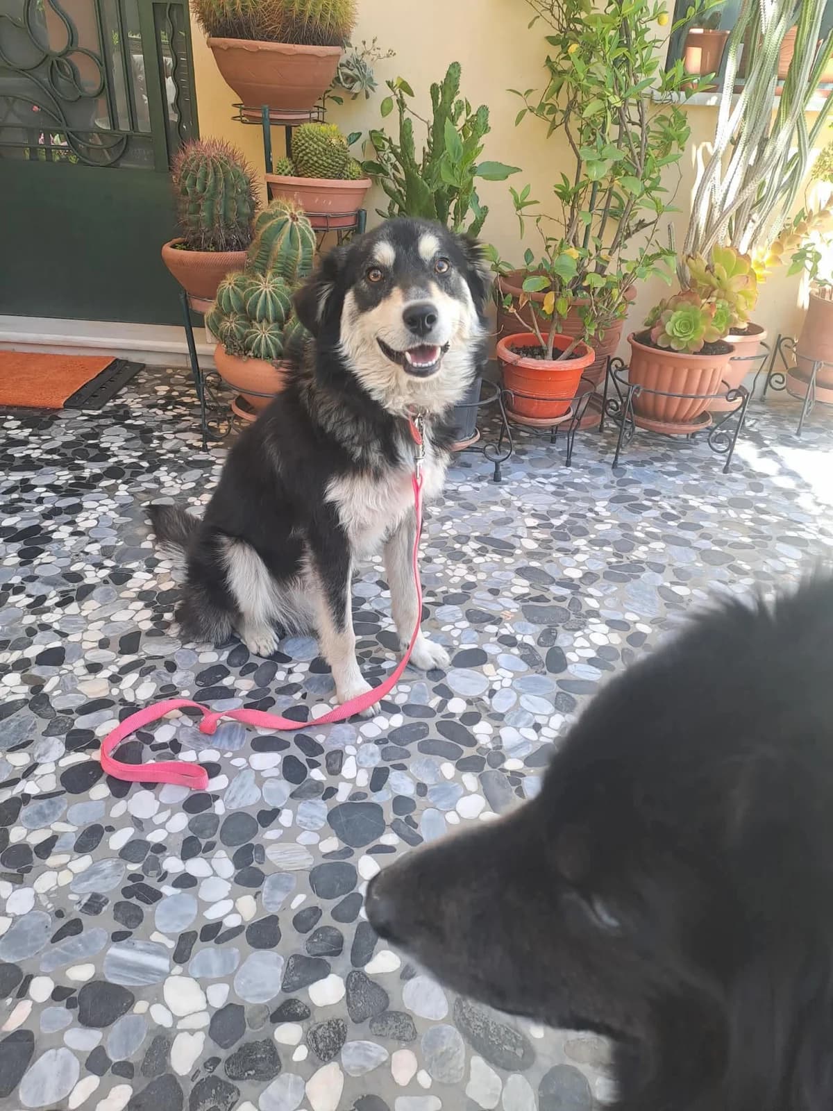 Chatsiko (Χάτσικο),  Mixed Breed for adoption at ZEIL — Ζωοφιλική Ένωση Ηλιούπολης, Helioupoli (Athens)