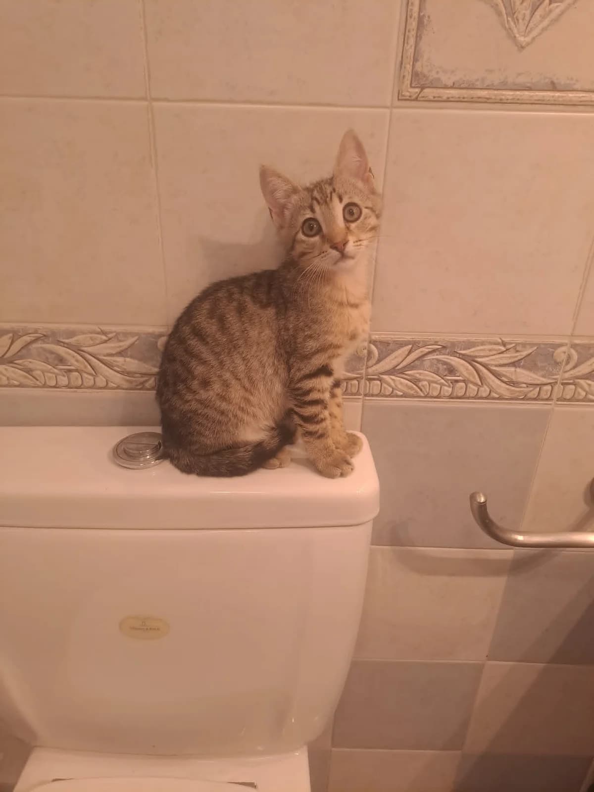 Tzino (Τζίνο),  Mixed Breed for adoption at ZEIL — Ζωοφιλική Ένωση Ηλιούπολης, Helioupoli (Athens)