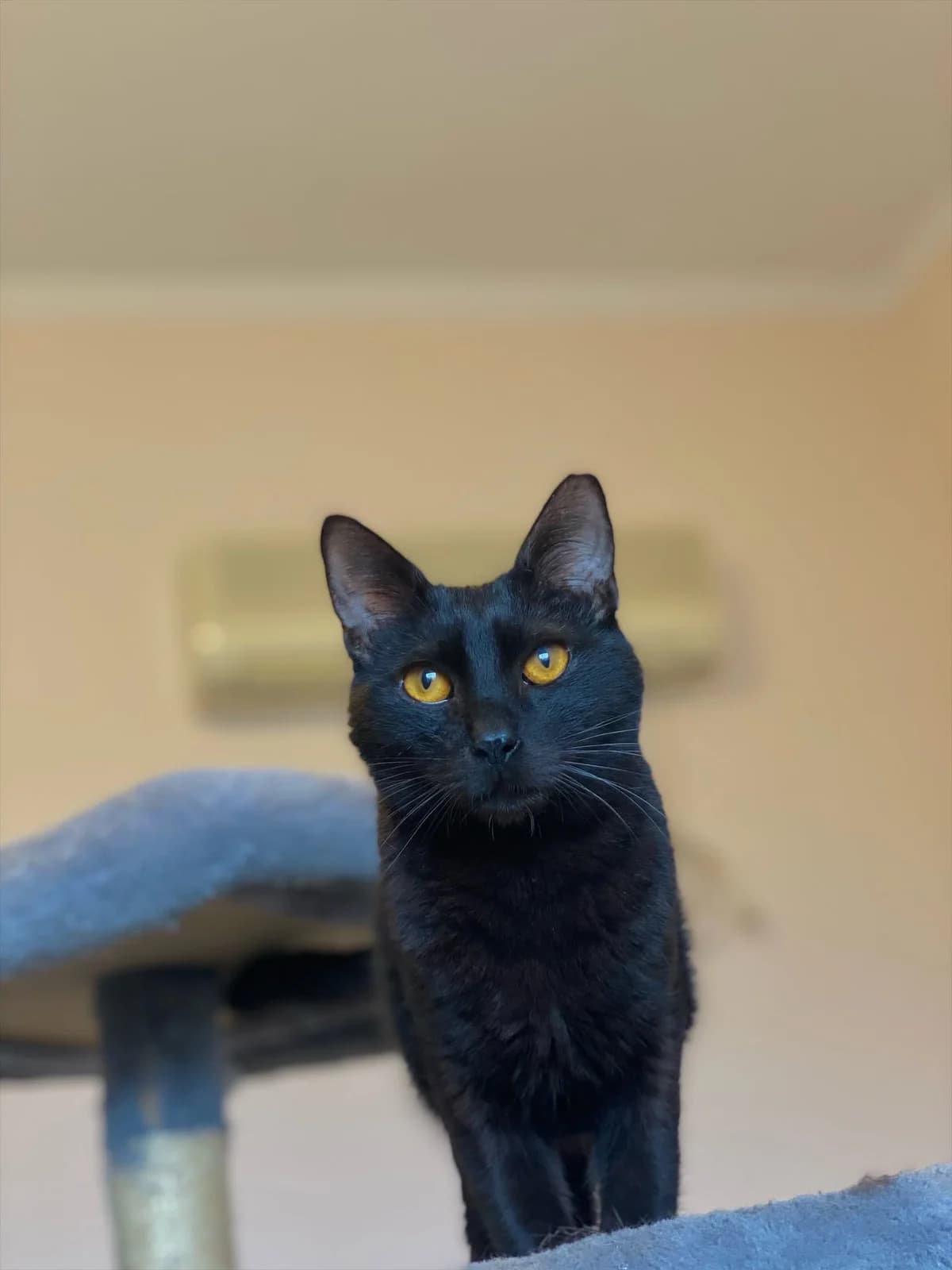 Έnti (Έντι),  Mixed Breed for adoption at ZEIL — Ζωοφιλική Ένωση Ηλιούπολης, Helioupoli (Athens)