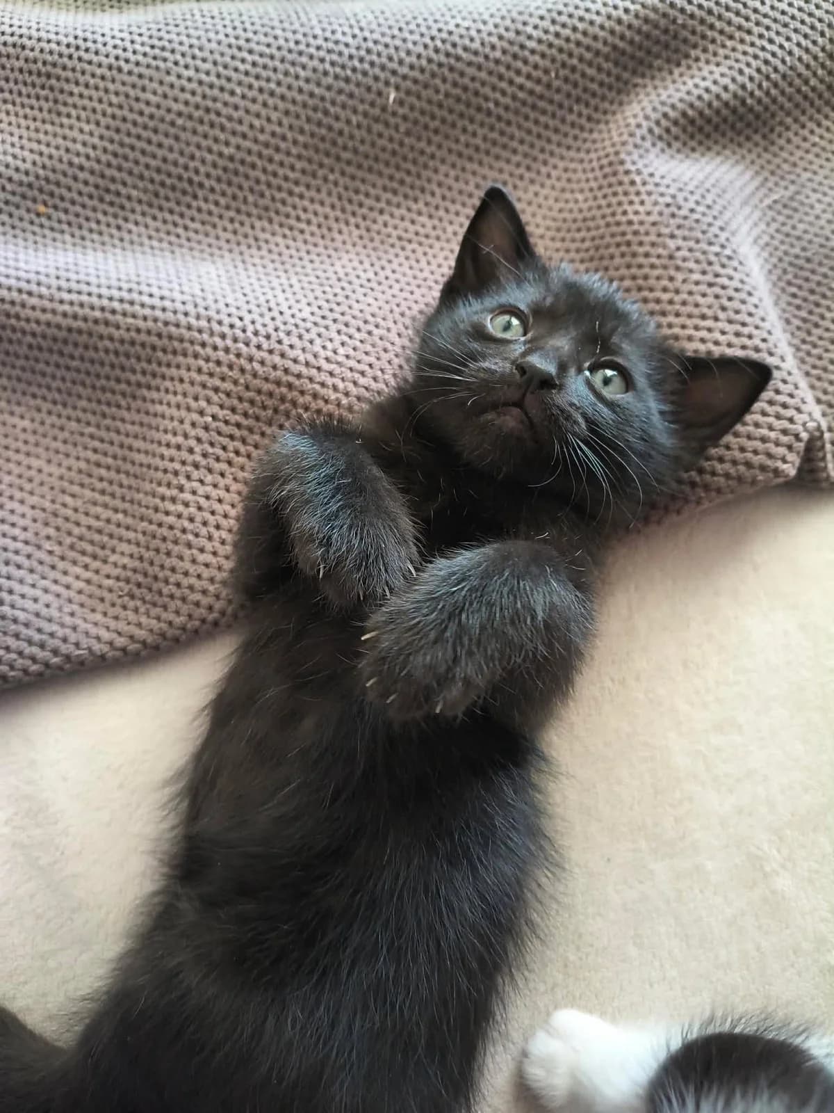 Mpempa (Μπέμπα),  Mixed Breed for adoption at ZEIL — Ζωοφιλική Ένωση Ηλιούπολης, Helioupoli (Athens)
