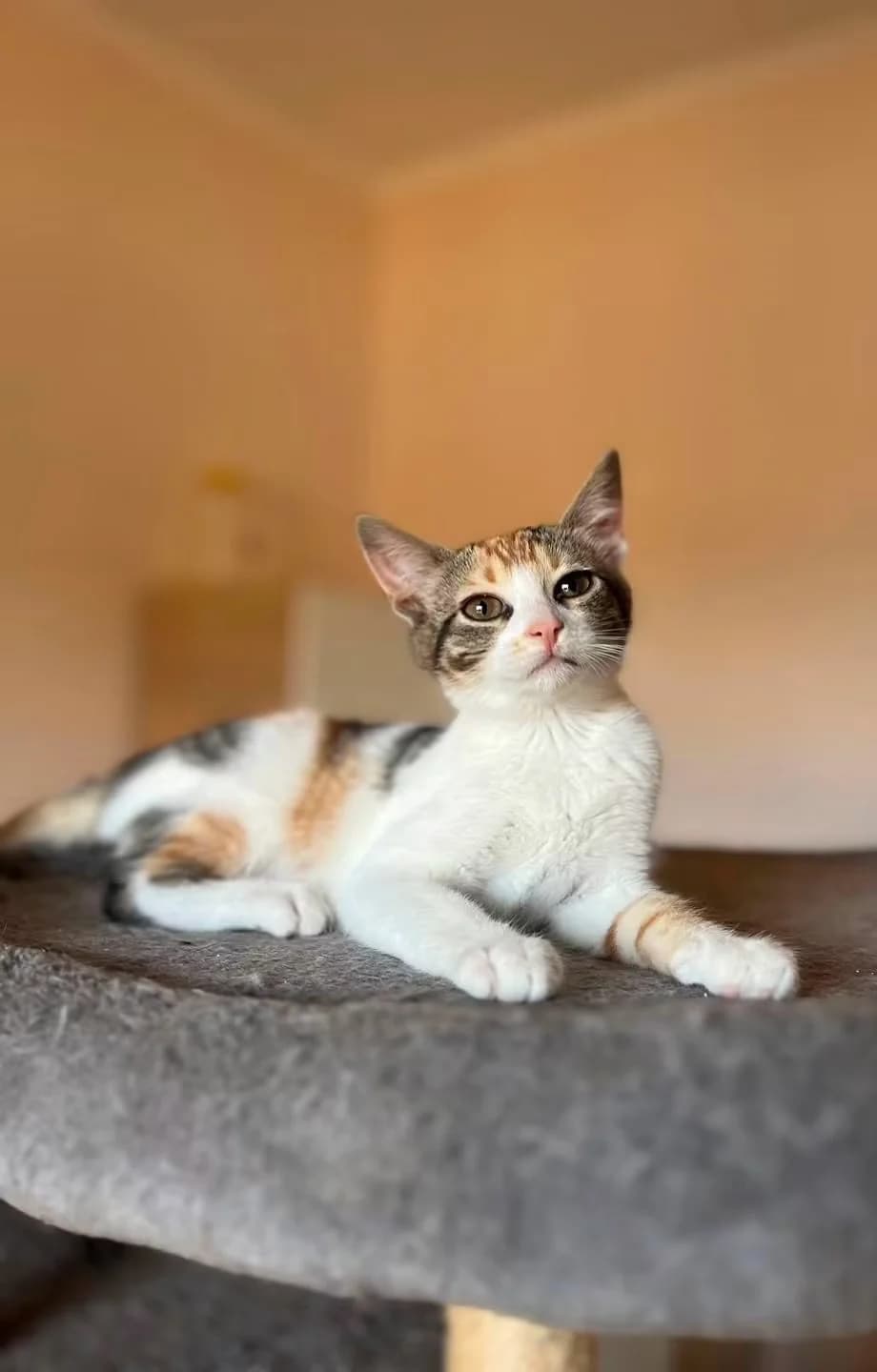 Mpoyrda (Μπούρδα),  Mixed Breed for adoption at ZEIL — Ζωοφιλική Ένωση Ηλιούπολης, Helioupoli (Athens)