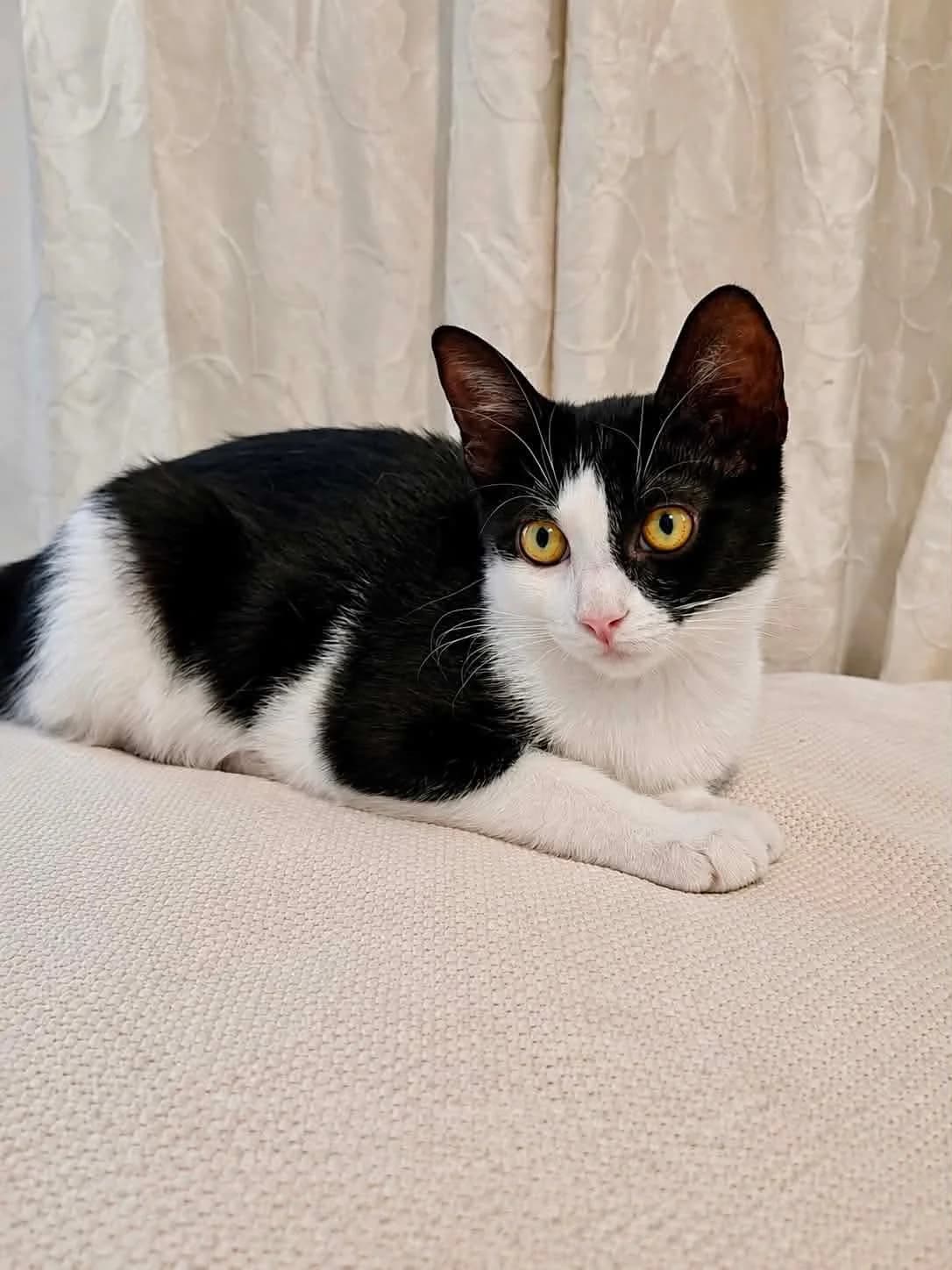 Ageladitsa (Αγελαδίτσα),  Mixed Breed for adoption at ZEIL — Ζωοφιλική Ένωση Ηλιούπολης, Helioupoli (Athens)