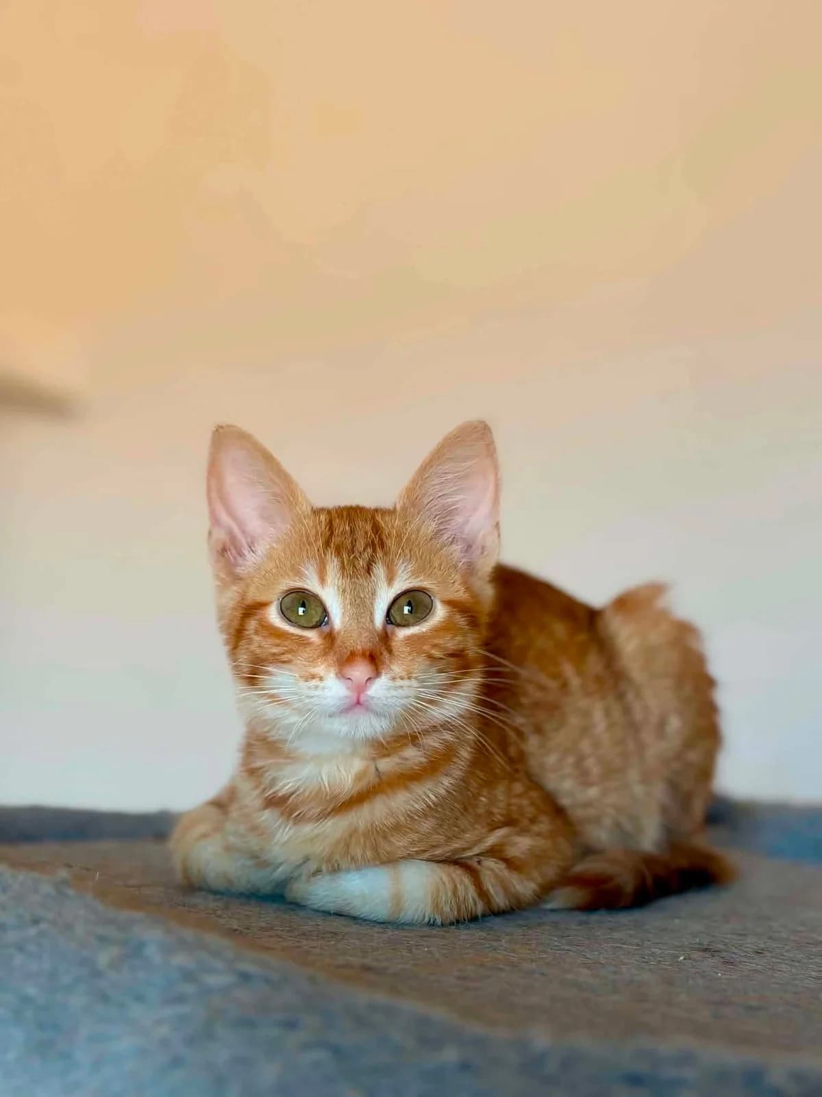 Melios (Μέλιος),  Mixed Breed for adoption at ZEIL — Ζωοφιλική Ένωση Ηλιούπολης, Helioupoli (Athens)
