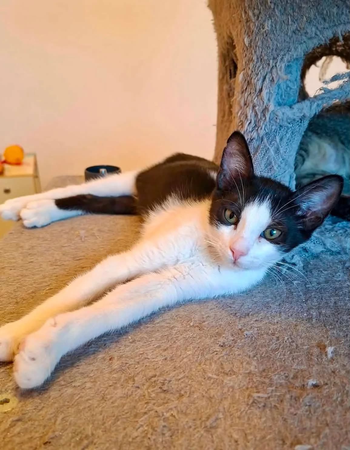 Koniak (Κονιάκ),  Mixed Breed for adoption at ZEIL — Ζωοφιλική Ένωση Ηλιούπολης, Helioupoli (Athens)