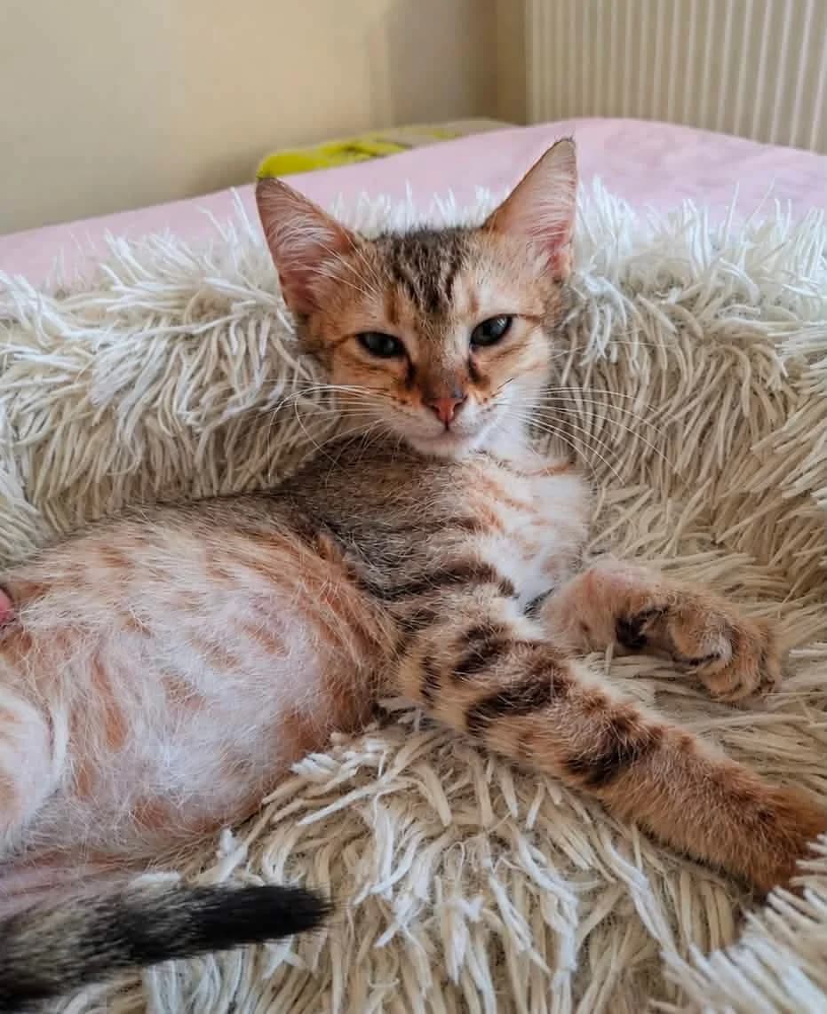 Achilleas (Αχιλλέας),  Mixed Breed for adoption at ZEIL — Ζωοφιλική Ένωση Ηλιούπολης, Helioupoli (Athens)