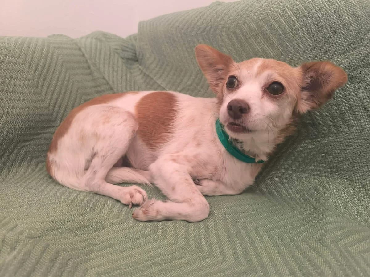 Chara (Χαρά),  Mixed Breed for adoption at ZEIL — Ζωοφιλική Ένωση Ηλιούπολης, Helioupoli (Athens)