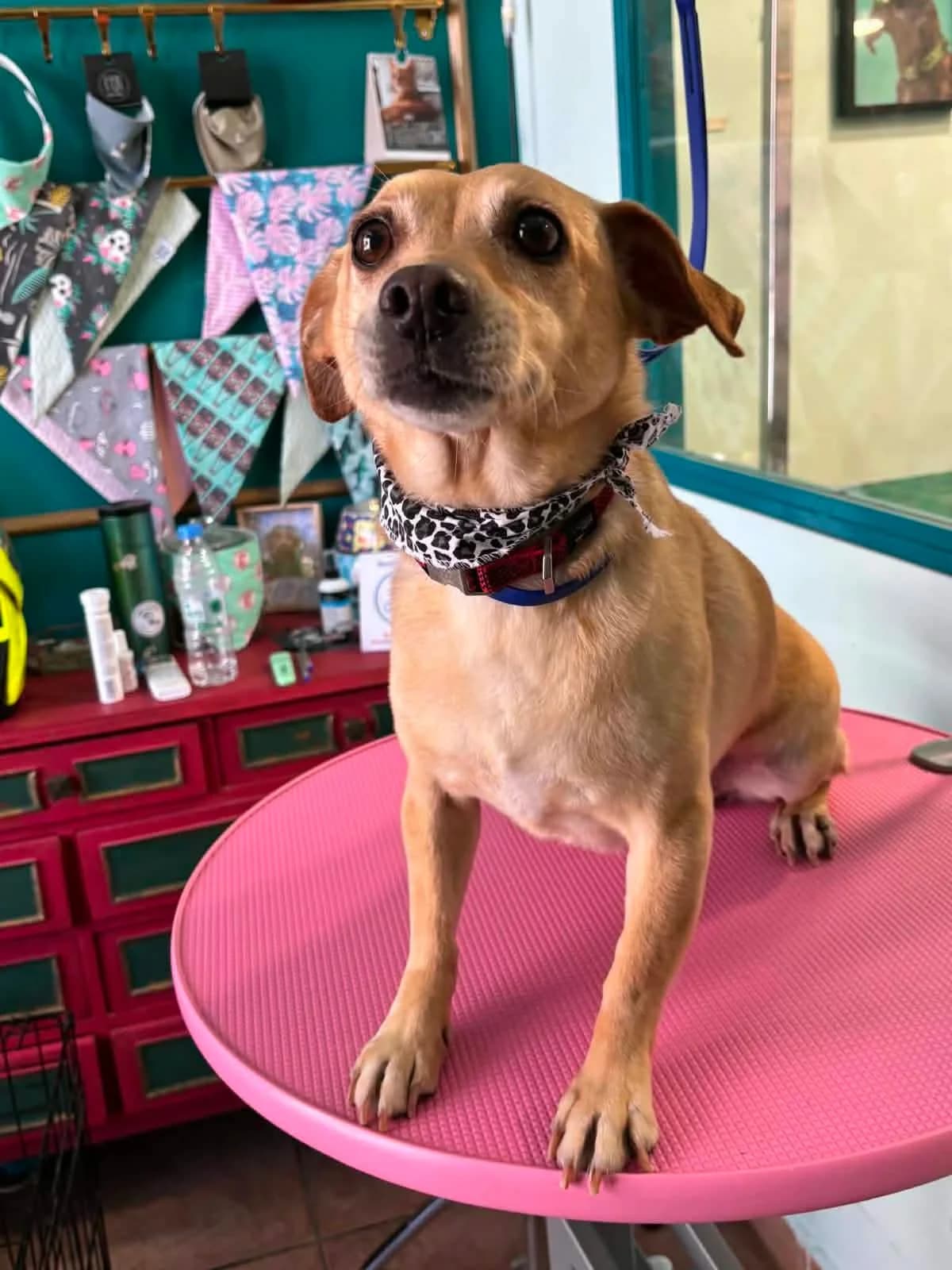 Flora (Φλώρα),  Mixed Breed for adoption at ZEIL — Ζωοφιλική Ένωση Ηλιούπολης, Helioupoli (Athens)