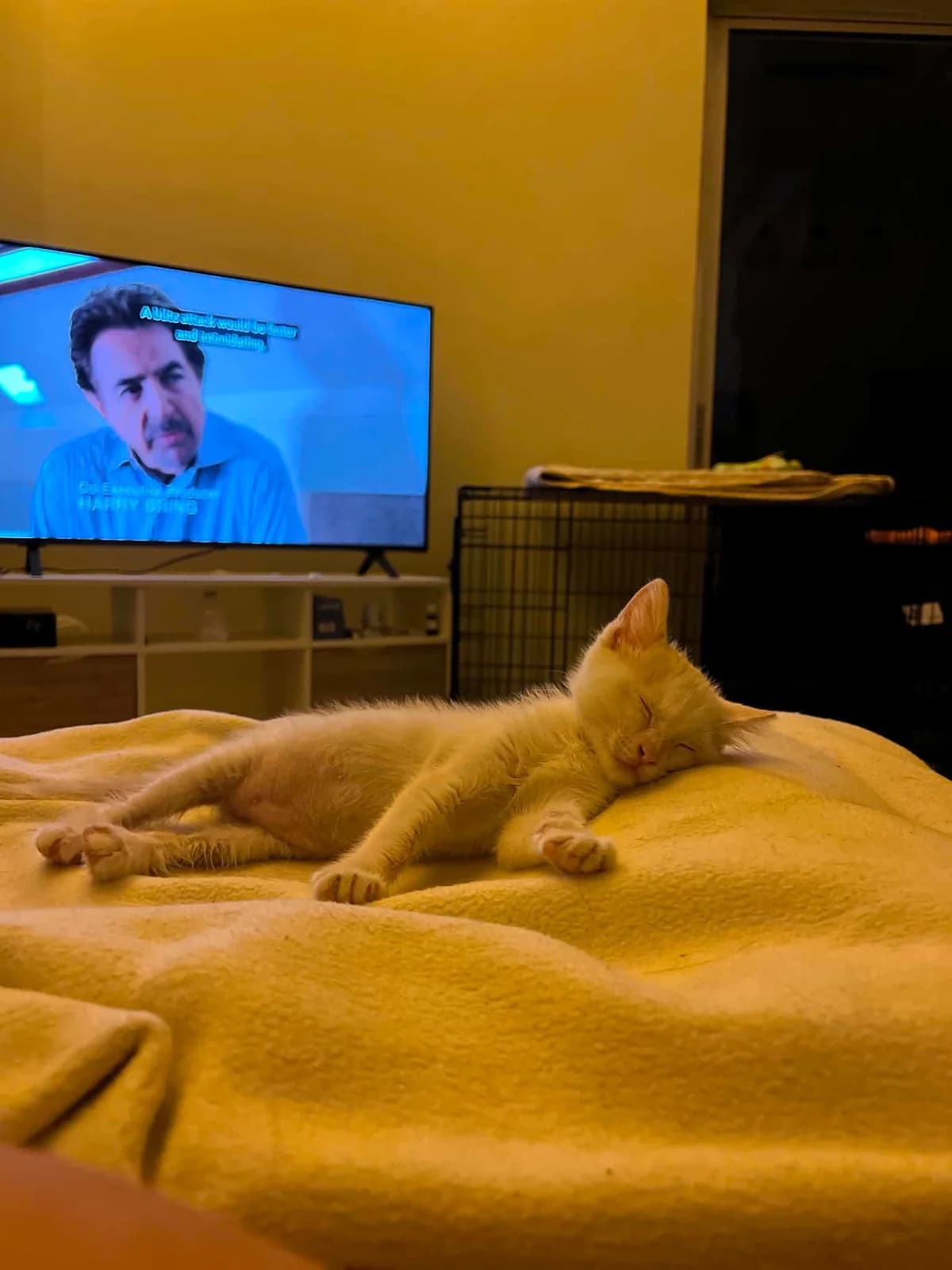 Mpitzo (Μπίτζο),  Mixed Breed for adoption at ZEIL — Ζωοφιλική Ένωση Ηλιούπολης, Helioupoli (Athens)