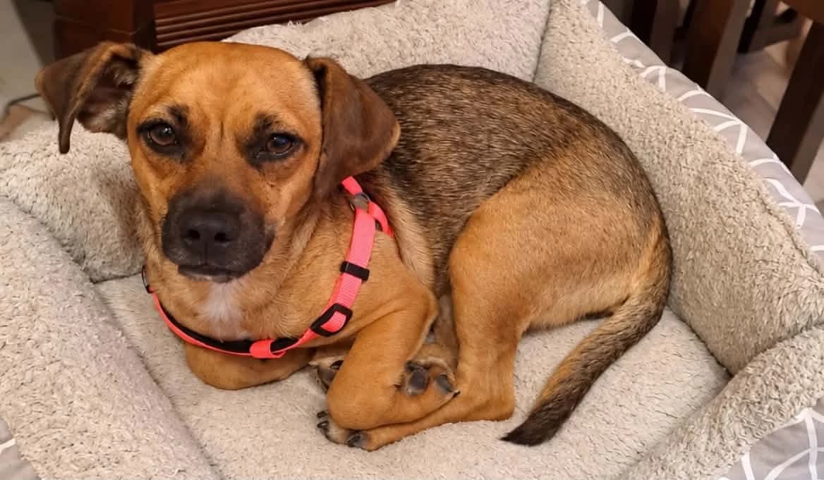Giasemi (Γιασεμί),  Mixed Breed for adoption at ZEIL — Ζωοφιλική Ένωση Ηλιούπολης, Helioupoli (Athens)