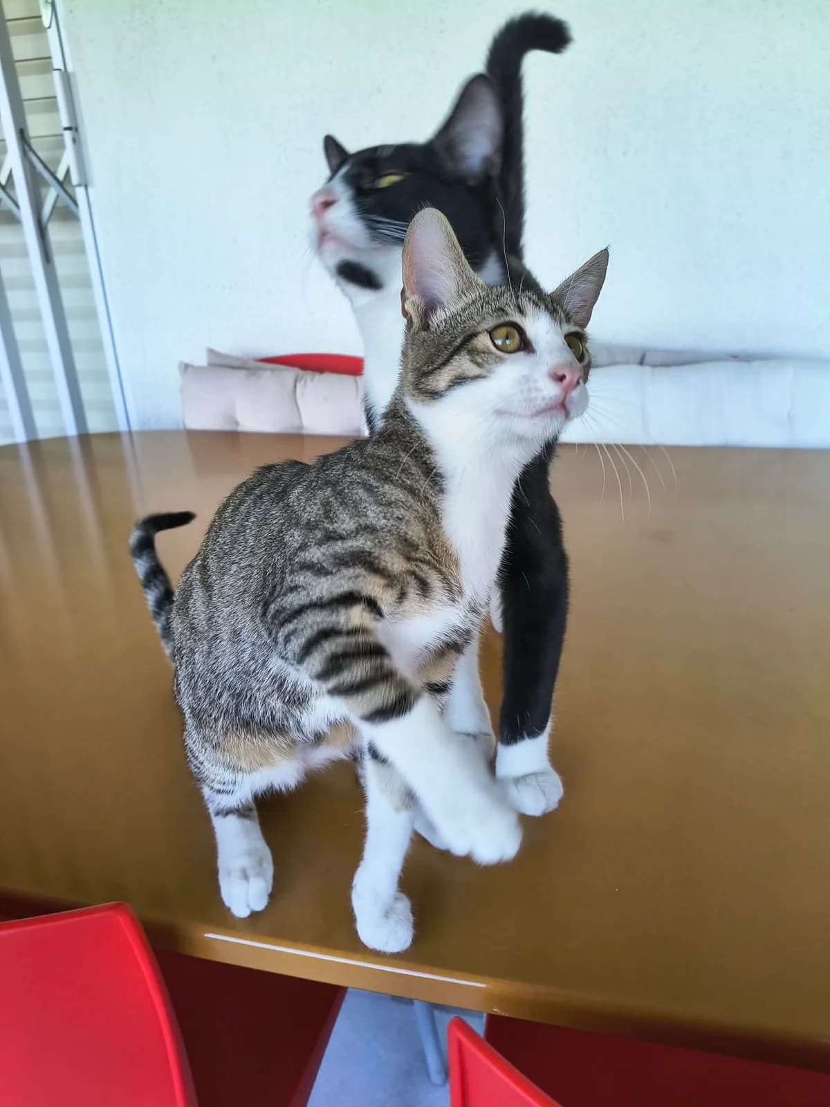 Perperoynos (Περπερούνος),  Mixed Breed for adoption at ZEIL — Ζωοφιλική Ένωση Ηλιούπολης, Helioupoli (Athens)
