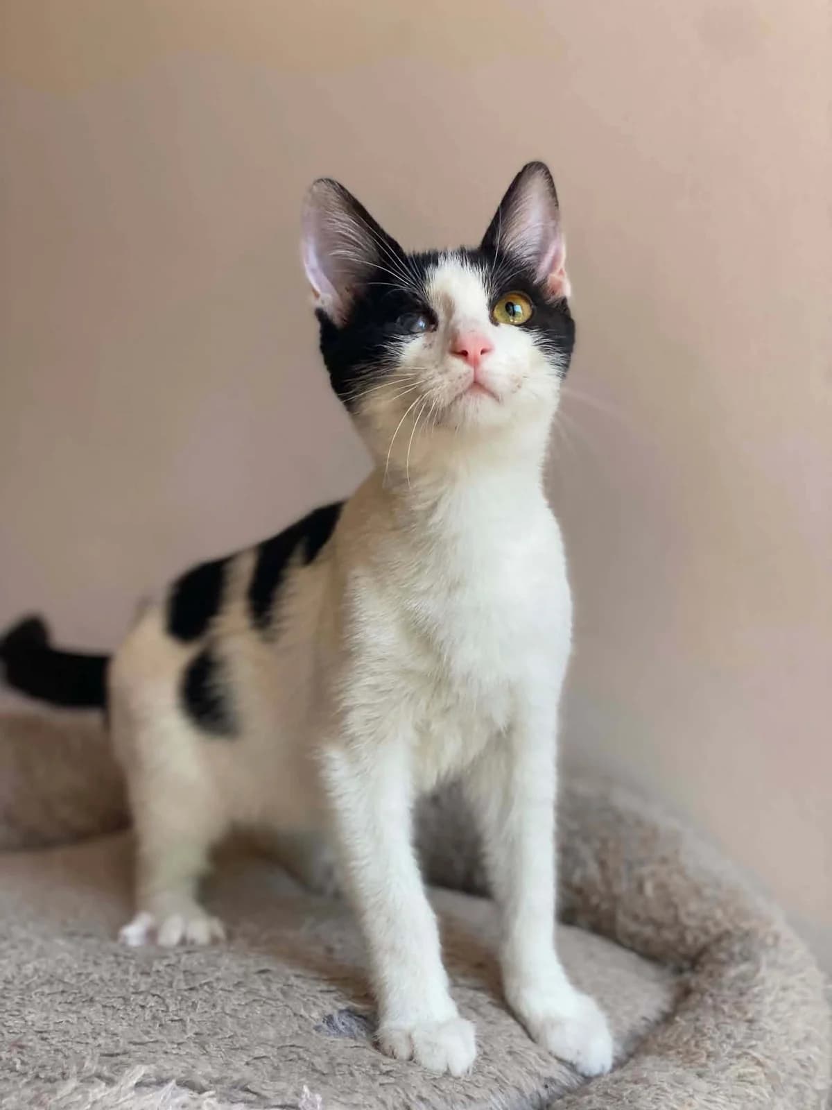 SONIA/PEIRATINA (ΣΟΝΙΑ/ΠΕΙΡΑΤΙΝΑ),  Mixed Breed for adoption at ZEIL — Ζωοφιλική Ένωση Ηλιούπολης, Helioupoli (Athens)