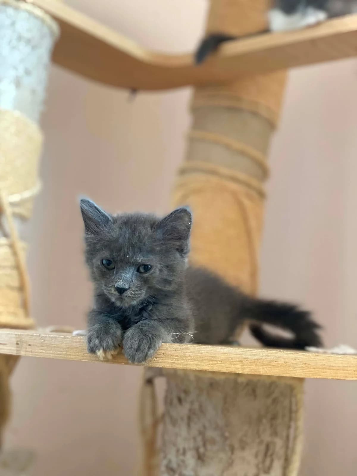 Linta/Loyiza/Loyna (Λίντα/Λουίζα/Λούνα),  Mixed Breed for adoption at ZEIL — Ζωοφιλική Ένωση Ηλιούπολης, Helioupoli (Athens)