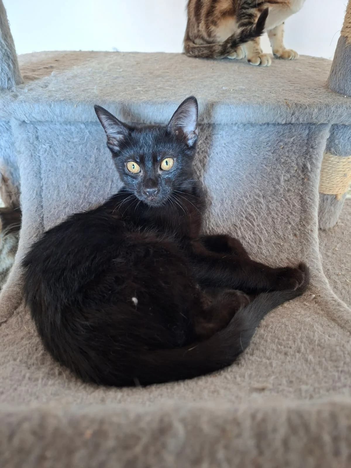 Oyiski (Ουίσκι),  Mixed Breed for adoption at ZEIL — Ζωοφιλική Ένωση Ηλιούπολης, Helioupoli (Athens)