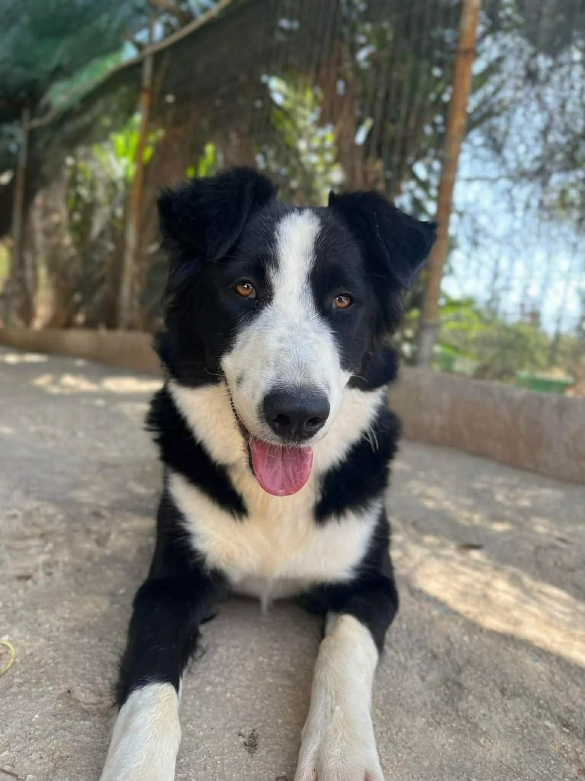 Klara (Κλάρα),  Mixed Breed for adoption at ZEIL — Ζωοφιλική Ένωση Ηλιούπολης, Helioupoli (Athens)