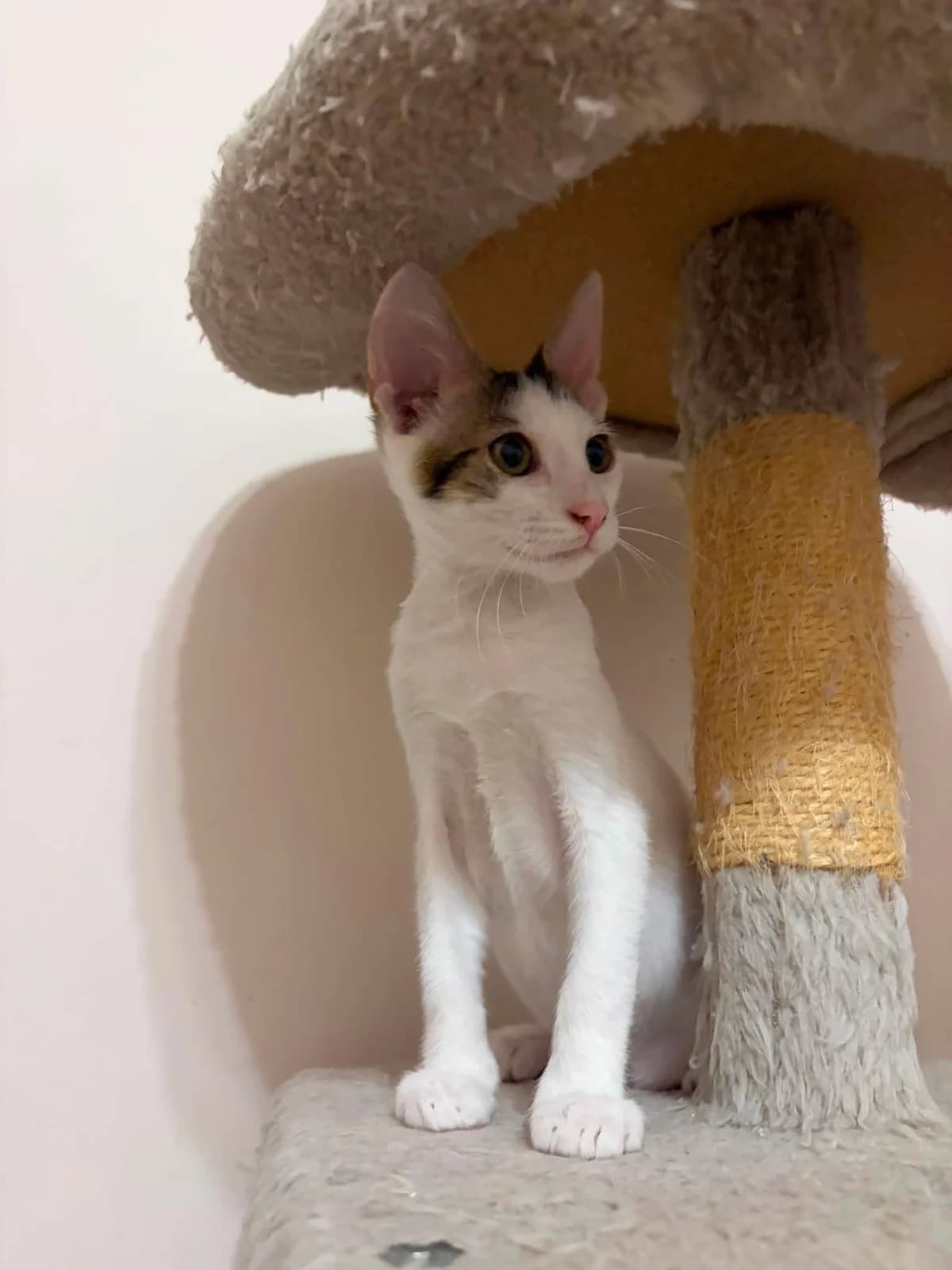 Mpompo (Μπόμπο),  Mixed Breed for adoption at ZEIL — Ζωοφιλική Ένωση Ηλιούπολης, Helioupoli (Athens)
