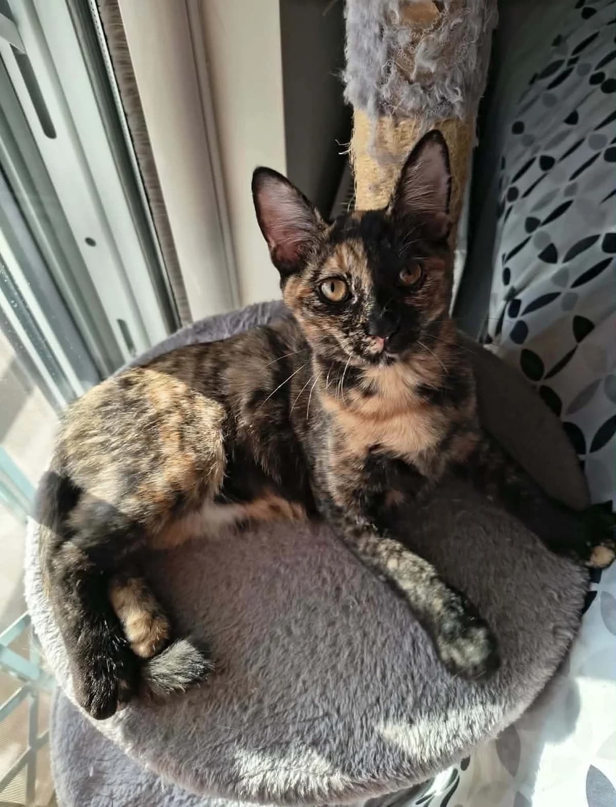 Tery (Τέρυ),  Mixed Breed for adoption at ZEIL — Ζωοφιλική Ένωση Ηλιούπολης, Helioupoli (Athens)