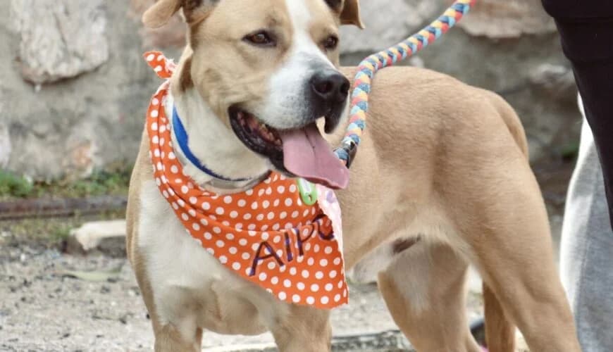 ‘Airon (‘Αϊρον), male mixed breed for adoption at Ζω.Φι.Ψυ.