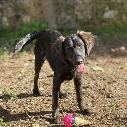 KrisKris (ΚριςΚρις), female mixed breed for adoption at Ζω.Φι.Ψυ.