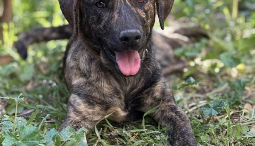 Samprina (Σαμπρίνα), female mixed breed for adoption at Ζω.Φι.Ψυ.