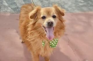 Tsiko (Τσίκο), male mixed breed for adoption at Ζω.Φι.Ψυ.
