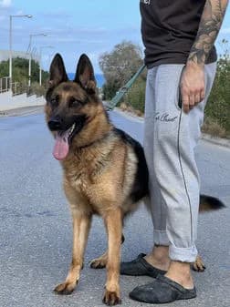 Greta, female puppy Mixed Breed for adoption at Gouves Shelter, Heraklion