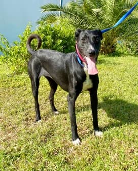 Holly, female puppy Cretan Hound for adoption at Gouves Shelter, Heraklion