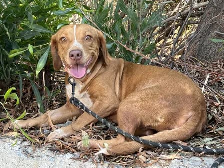 Hope, female puppy Mixed Breed for adoption at Gouves Shelter, Heraklion