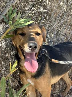 Ivo, female puppy Mixed Breed for adoption at Gouves Shelter, Heraklion