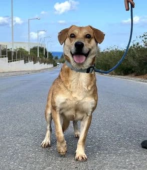 Jamey, female 3yo Mixed Breed for adoption at Gouves Shelter, Heraklion
