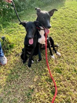 Jantje, female puppy Mixed Breed for adoption at Gouves Shelter, Heraklion