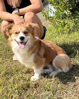 Lavri, female puppy Mixed Breed for adoption at Gouves Shelter, Heraklion