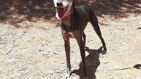 Laya, female senior Mixed Breed for adoption at Gouves Shelter, Heraklion